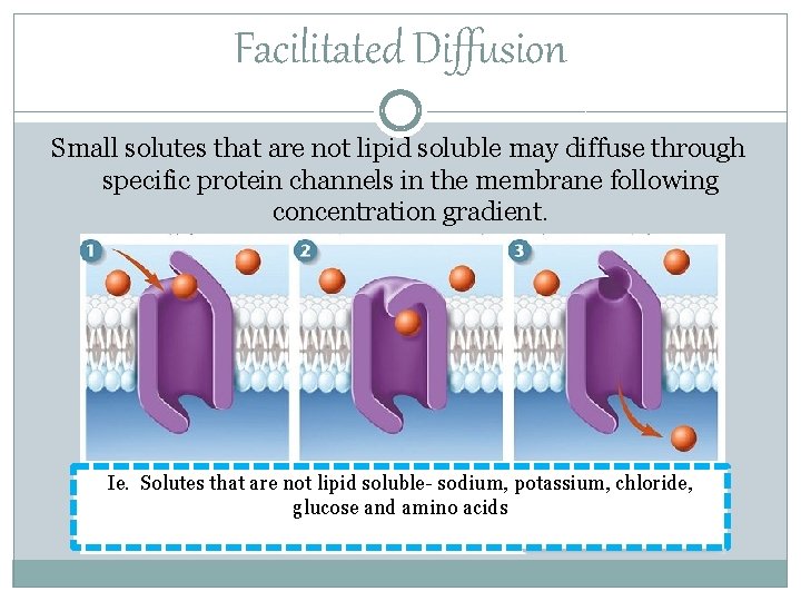 Facilitated Diffusion Small solutes that are not lipid soluble may diffuse through specific protein