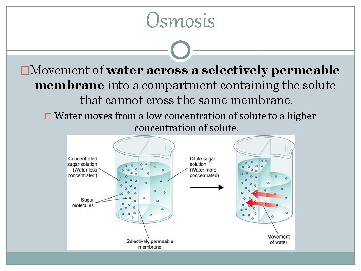 Osmosis �Movement of water across a selectively permeable membrane into a compartment containing the