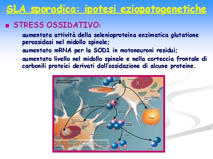 SLA sporadica: ipotesi eziopatogenetiche n STRESS OSSIDATIVO: ü ü ü aumentata attività della selenioproteina
