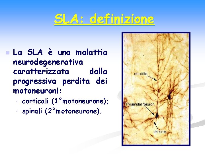 SLA: definizione n La SLA è una malattia neurodegenerativa caratterizzata dalla progressiva perdita dei