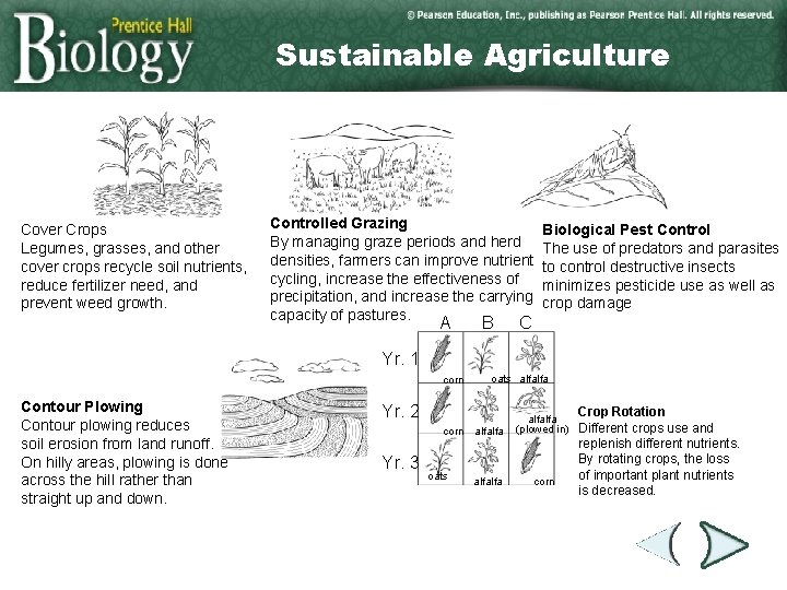 Section 6 -4 Cover Crops Legumes, grasses, and other cover crops recycle soil nutrients,