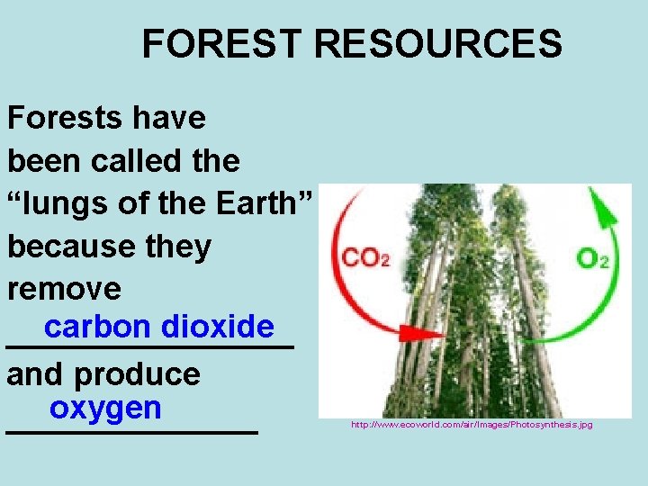 FOREST RESOURCES Forests have been called the “lungs of the Earth” because they remove