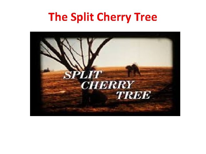 The Split Cherry Tree 