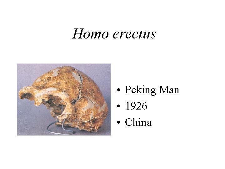 Homo erectus • Peking Man • 1926 • China 