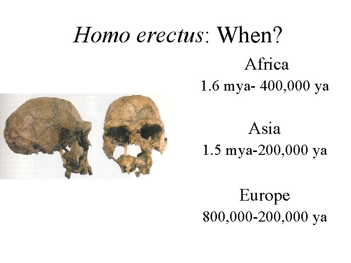 Homo erectus: When? Africa 1. 6 mya- 400, 000 ya Asia 1. 5 mya-200,