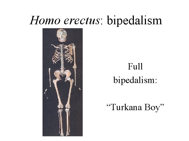 Homo erectus: bipedalism Full bipedalism: “Turkana Boy” 