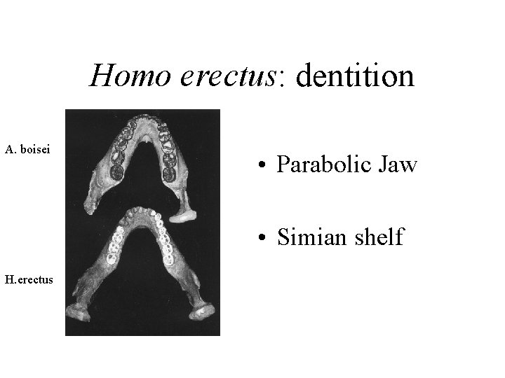 Homo erectus: dentition A. boisei • Parabolic Jaw • Simian shelf H. erectus 