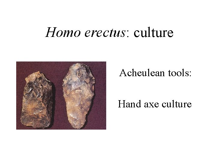 Homo erectus: culture Acheulean tools: Hand axe culture 