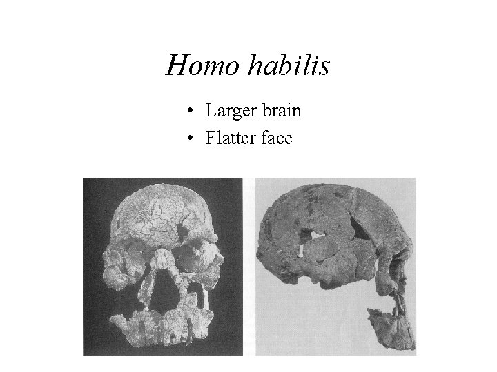 Homo habilis • Larger brain • Flatter face 