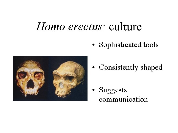 Homo erectus: culture • Sophisticated tools • Consistently shaped • Suggests communication 