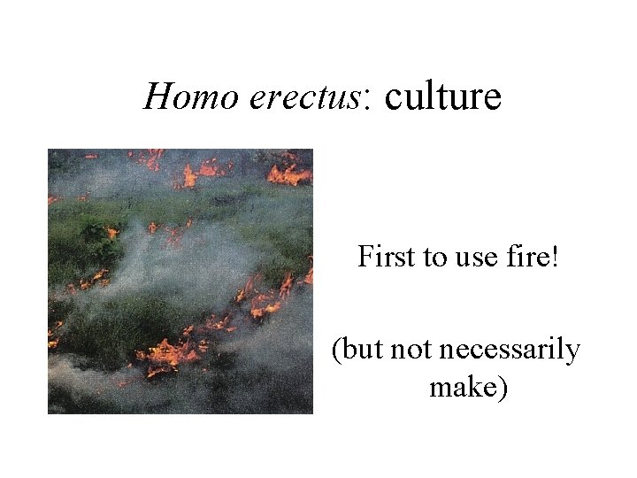 Homo erectus: culture First to use fire! (but not necessarily make) 