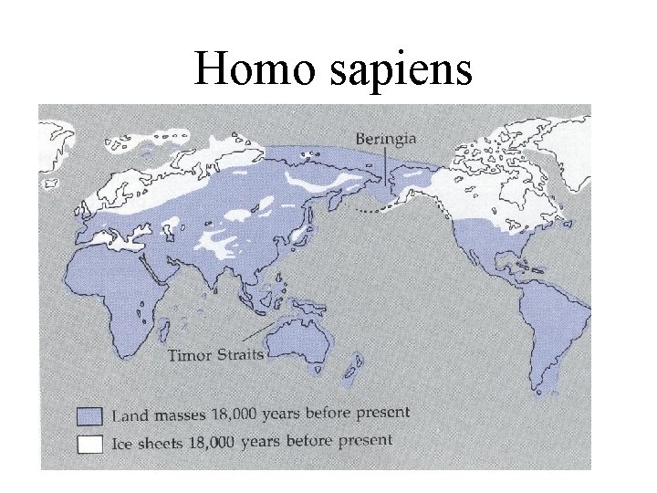 Homo sapiens 