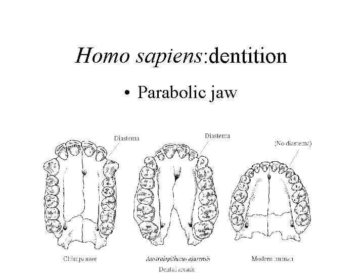 Homo sapiens: dentition • Parabolic jaw 