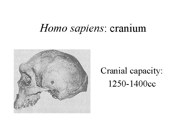 Homo sapiens: cranium Cranial capacity: 1250 -1400 cc 