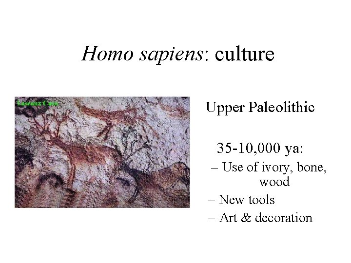 Homo sapiens: culture Upper Paleolithic 35 -10, 000 ya: – Use of ivory, bone,