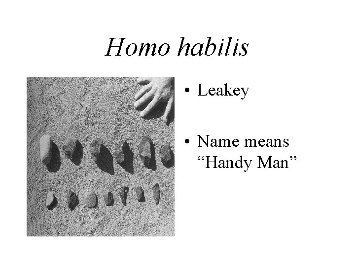 Homo habilis • Leakey • Name means “Handy Man” 