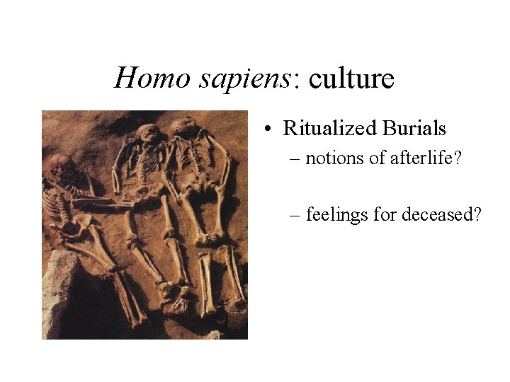 Homo sapiens: culture • Ritualized Burials – notions of afterlife? – feelings for deceased?