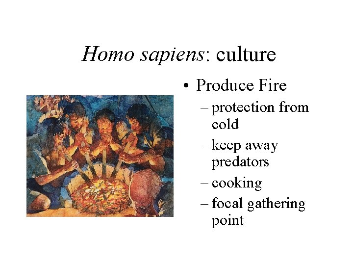 Homo sapiens: culture • Produce Fire – protection from cold – keep away predators