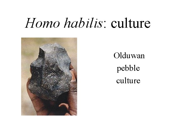 Homo habilis: culture Olduwan pebble culture 