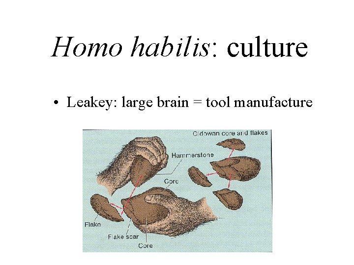 Homo habilis: culture • Leakey: large brain = tool manufacture 