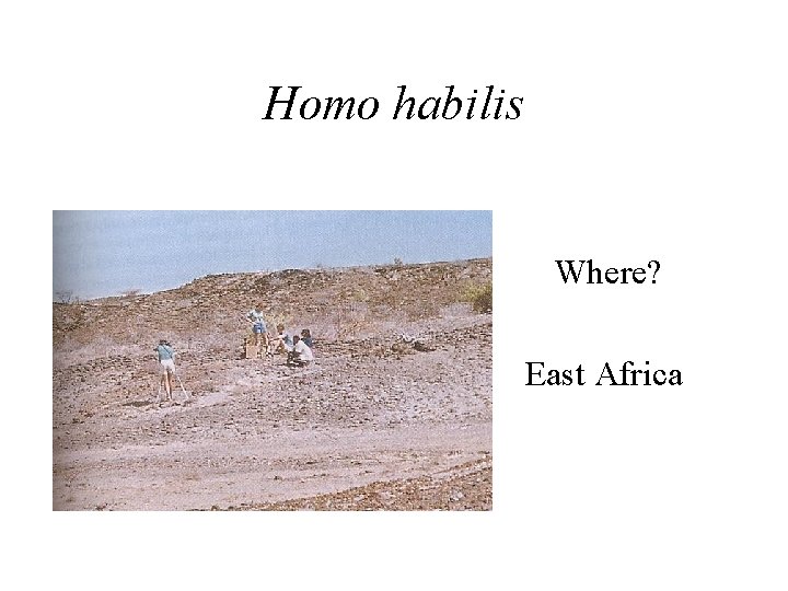 Homo habilis Where? East Africa 