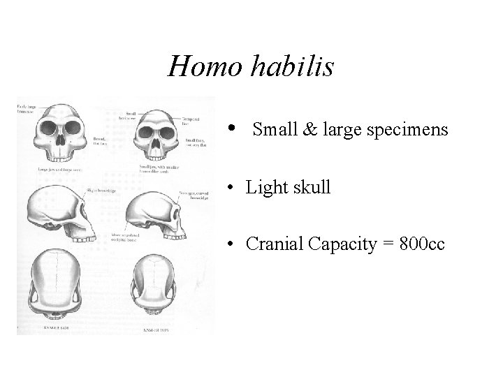 Homo habilis • Small & large specimens • Light skull • Cranial Capacity =