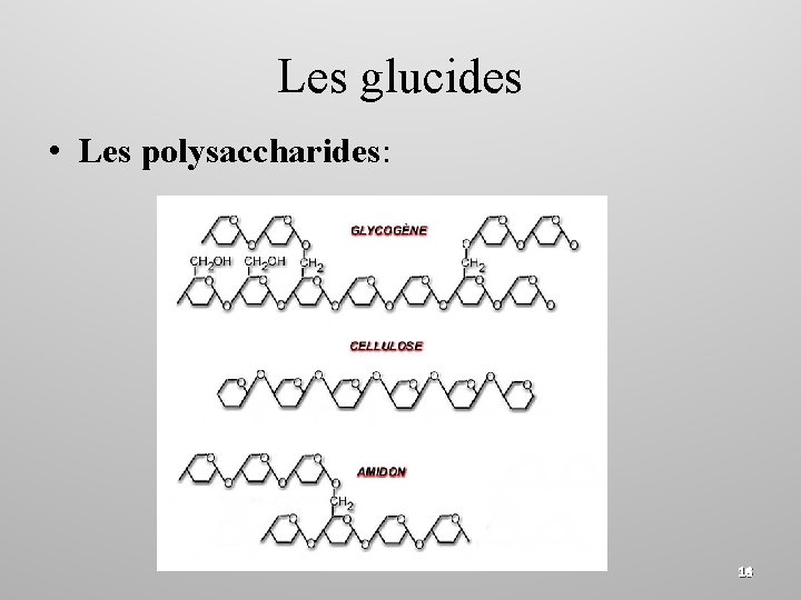 Les glucides • Les polysaccharides: 16 