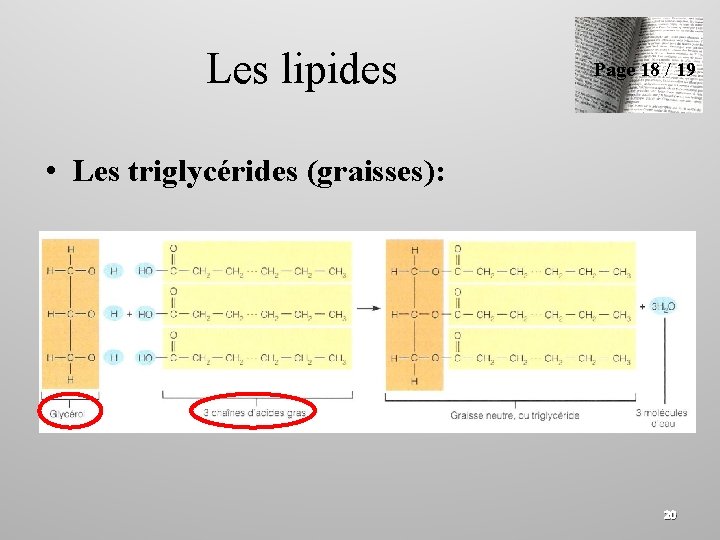 Les lipides Page 18 / 19 • Les triglycérides (graisses): 20 