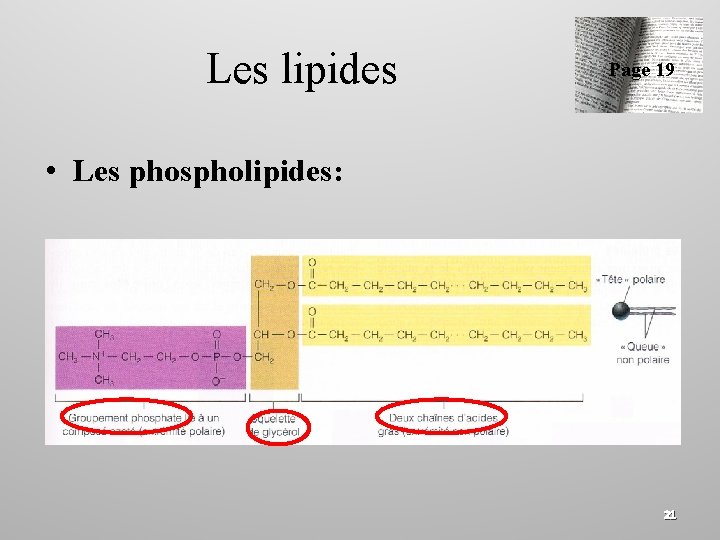 Les lipides Page 19 • Les phospholipides: 21 