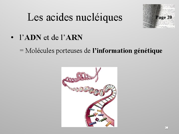 Les acides nucléiques Page 20 • l’ADN et de l’ARN = Molécules porteuses de