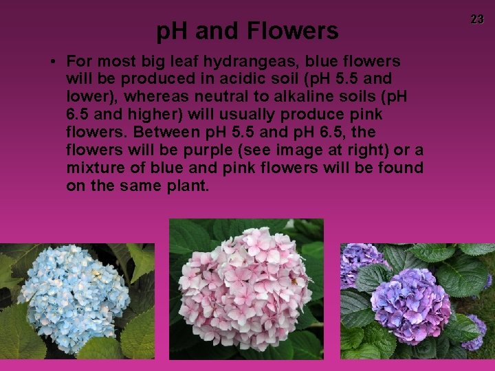 p. H and Flowers • For most big leaf hydrangeas, blue flowers will be