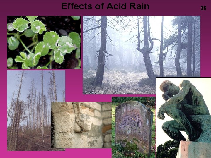 Effects of Acid Rain 36 