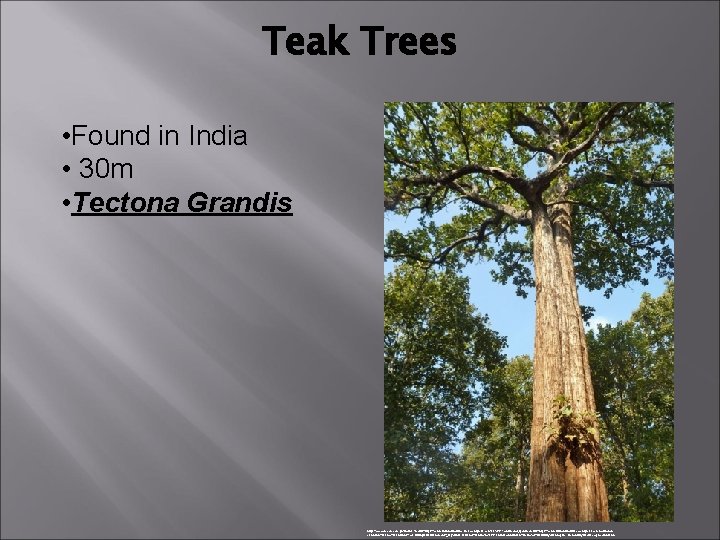 Teak Trees • Found in India • 30 m • Tectona Grandis https: //www.
