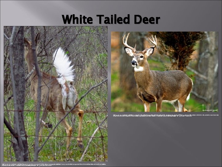 White Tailed Deer https: //www. google. com. ph/imgres? imgurl=http: //www. statesymbolsusa. org/sites/statesymbolsusa. org/files/primary-images/buckwhitetaileddeergame. jpg&imgrefurl=http: