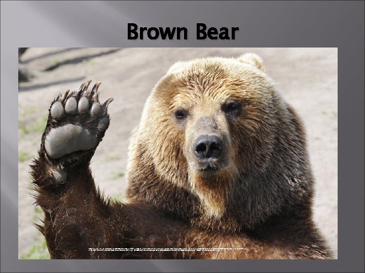 Brown Bear https: //www. google. com. ph/imgres? imgurl=https: //thetartpeach. files. wordpress. com/2014/09/brown-bear-female-and-its-children-play-with-a-ball-in-kamchatka-peninsula-russia-8012761. jpg&imgrefurl=http: //thetartpeach.