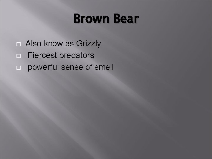 Brown Bear Also know as Grizzly Fiercest predators powerful sense of smell 