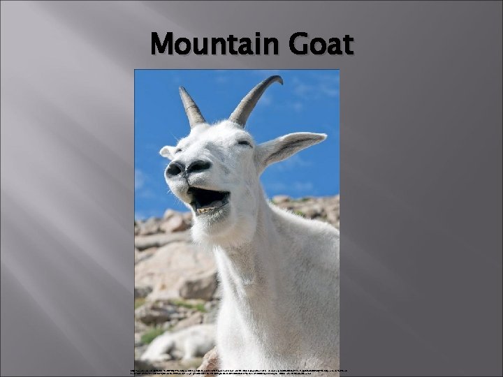 Mountain Goat https: //www. google. com. ph/imgres? imgurl=https: //thetartpeach. files. wordpress. com/2014/09/brown-bear-female-and-its-children-play-with-a-ball-in-kamchatka-peninsula-russia-8012761. jpg&imgrefurl=http: //thetartpeach.