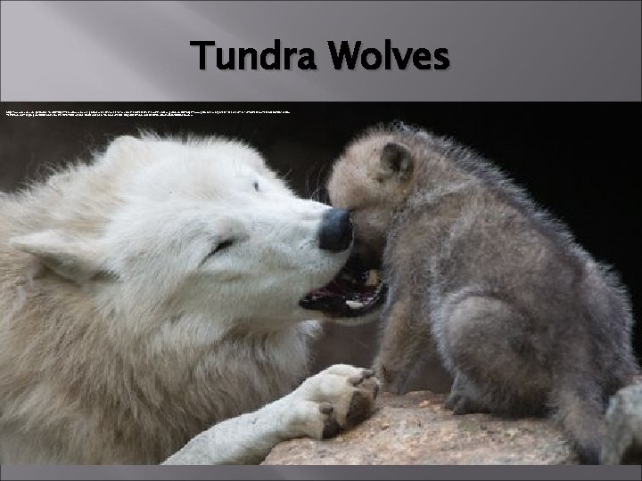 Tundra Wolves https: //www. google. com. ph/imgres? imgurl=https: //s-media-cache-ak 0. pinimg. com/736 x/ae/e 5/47/aee