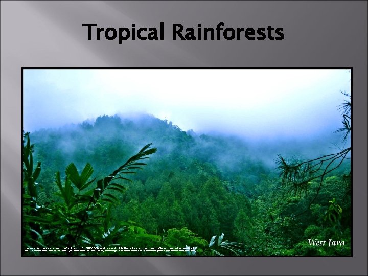 Tropical Rainforests https: //www. google. com. ph/imgres? imgurl=http: //fc 04. deviantart. net/fs 44/f/2009/159/f/2/tropical_forest_by_deseria. jpg&imgrefurl=https: