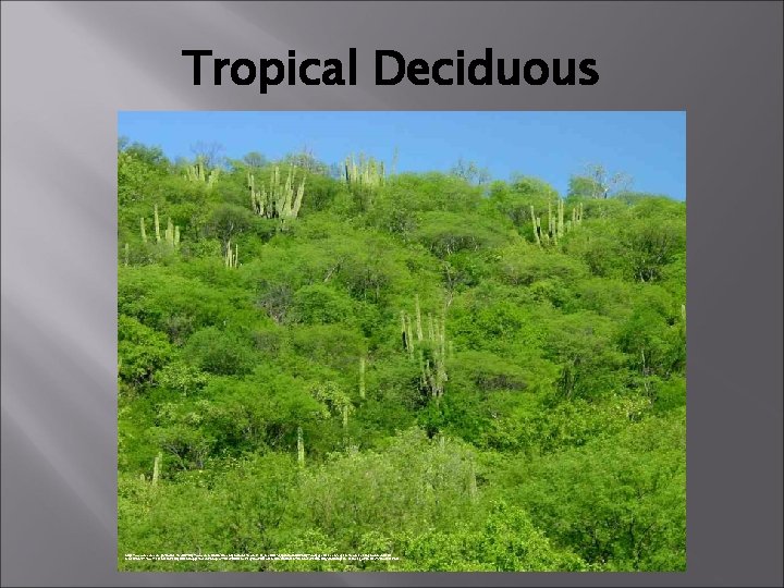 Tropical Deciduous https: //www. google. com. ph/imgres? imgurl=http: //www. desertmuseum. org/programs/images/TS_Foothills 14. jpg&imgrefurl=http: //wallpaper