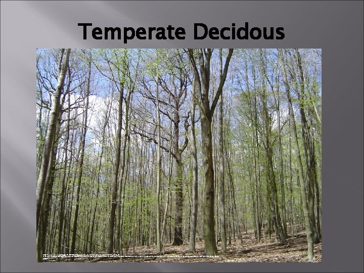 Temperate Decidous https: //www. google. com. ph/imgres? imgurl=https: //upload. wikimedia. org/wikipedia/commons/9/92/Mixed_forest_NEGermany. JPG&imgrefurl=https: //en. wikipedia.