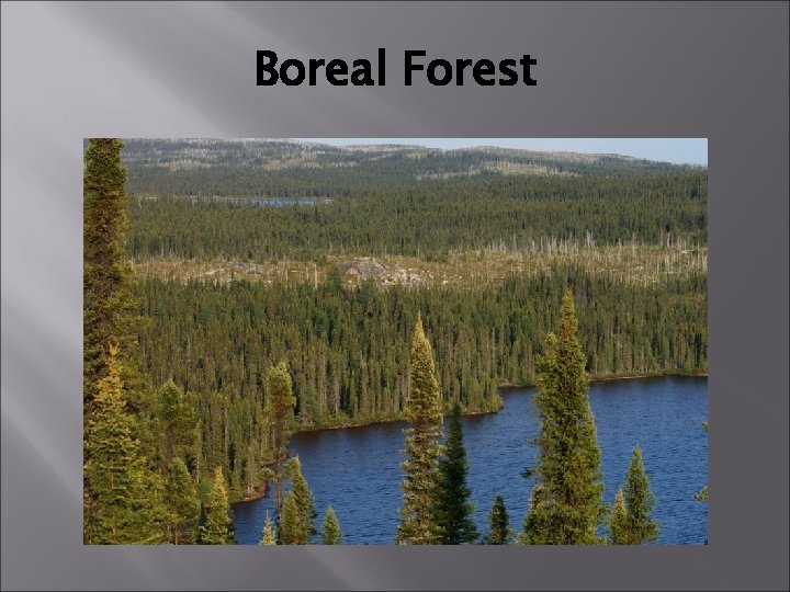 Boreal Forest 