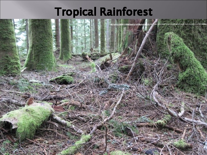 Tropical Rainforest https: //www. google. com. ph/imgres? imgurl=https: //upload. wikimedia. org/wikipedia/commons/c/cc/Western_Hemlock_litter. JPG&imgrefurl=https: //en. wikipedia.