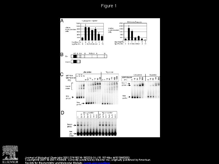 Figure 1 Journal of Biological Chemistry 2001 27618216 -18222 DOI: (10. 1074/jbc. M 101365200)