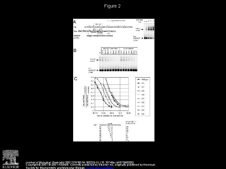 Figure 2 Journal of Biological Chemistry 2001 27618216 -18222 DOI: (10. 1074/jbc. M 101365200)