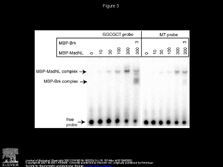 Figure 3 Journal of Biological Chemistry 2001 27618216 -18222 DOI: (10. 1074/jbc. M 101365200)