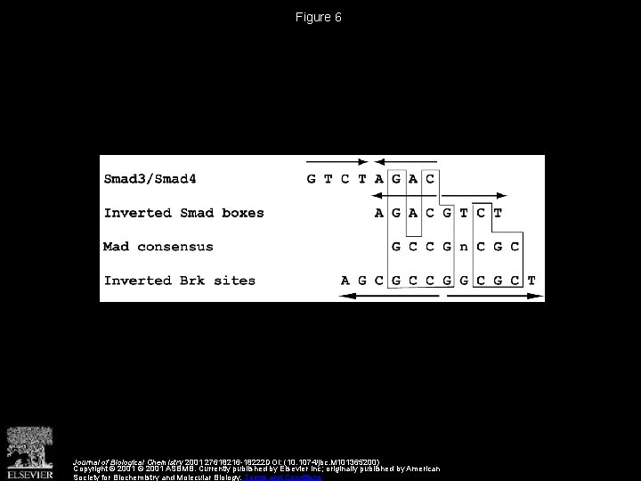 Figure 6 Journal of Biological Chemistry 2001 27618216 -18222 DOI: (10. 1074/jbc. M 101365200)