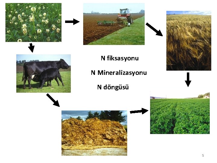 N fiksasyonu N Mineralizasyonu N döngüsü 5 