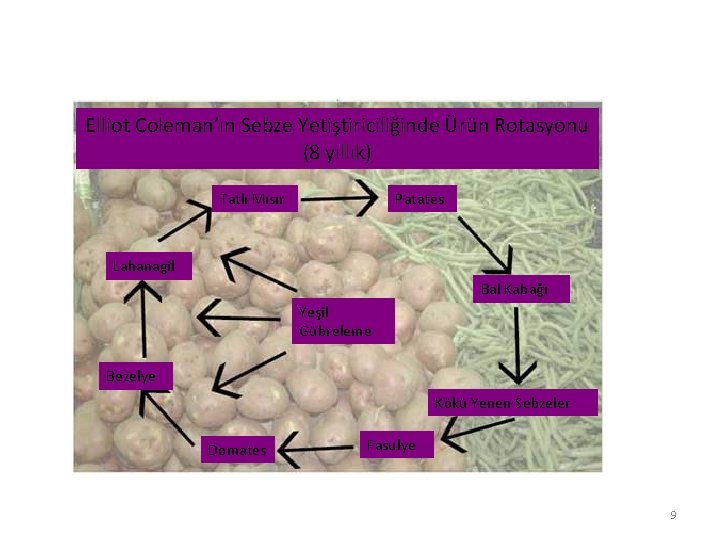 Elliot Coleman’ın Sebze Yetiştiriciliğinde Ürün Rotasyonu (8 yıllık) Tatlı Mısır Patates Lahanagil Bal Kabağı