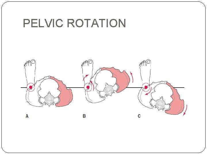 PELVIC ROTATION 
